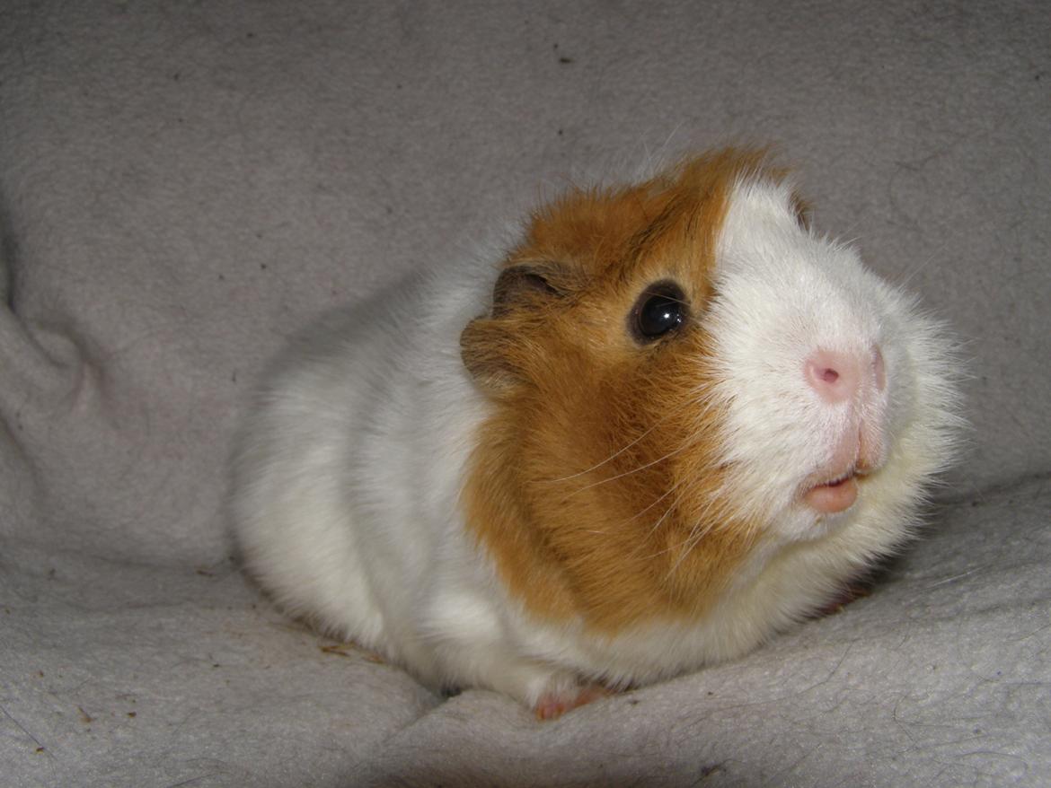 Marsvin Tom - 24/2 2013
 billede 8