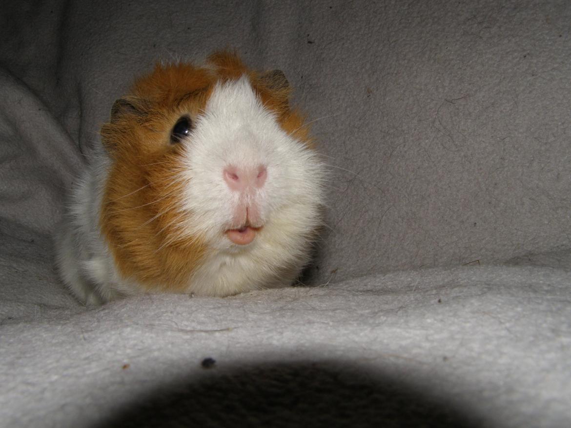 Marsvin Tom - 24/2 2013 billede 9