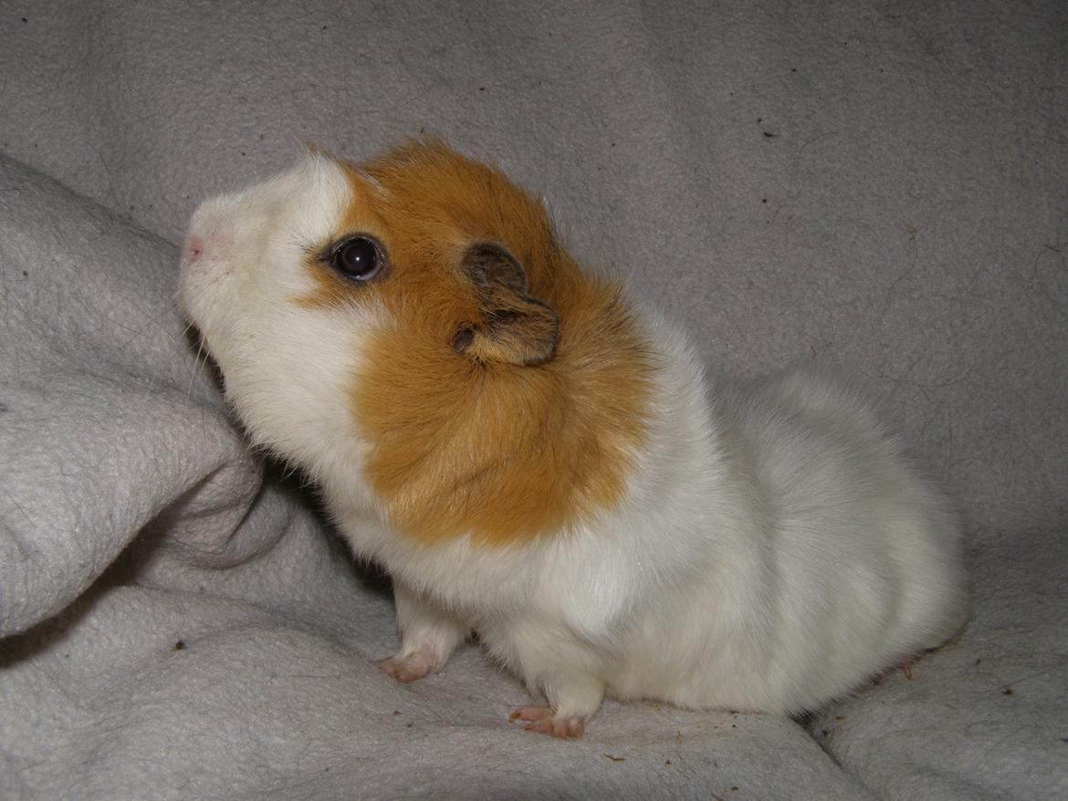 Marsvin Tom - 24/2 2013 billede 1