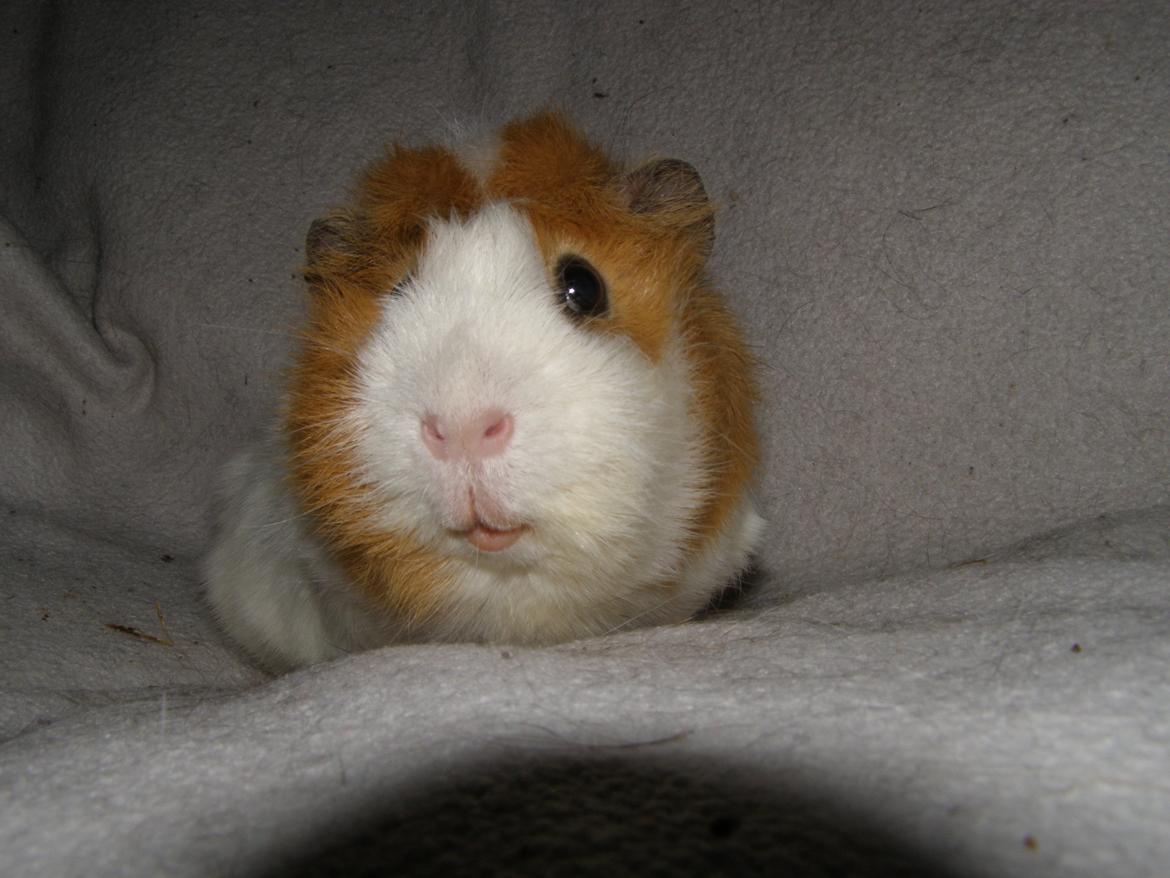 Marsvin Tom - 24/2 2013 billede 10