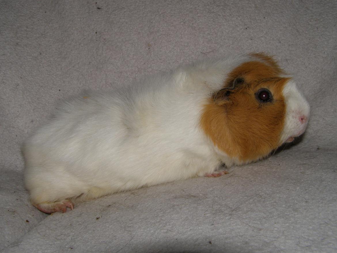 Marsvin Tom - 24/2 2013 billede 11