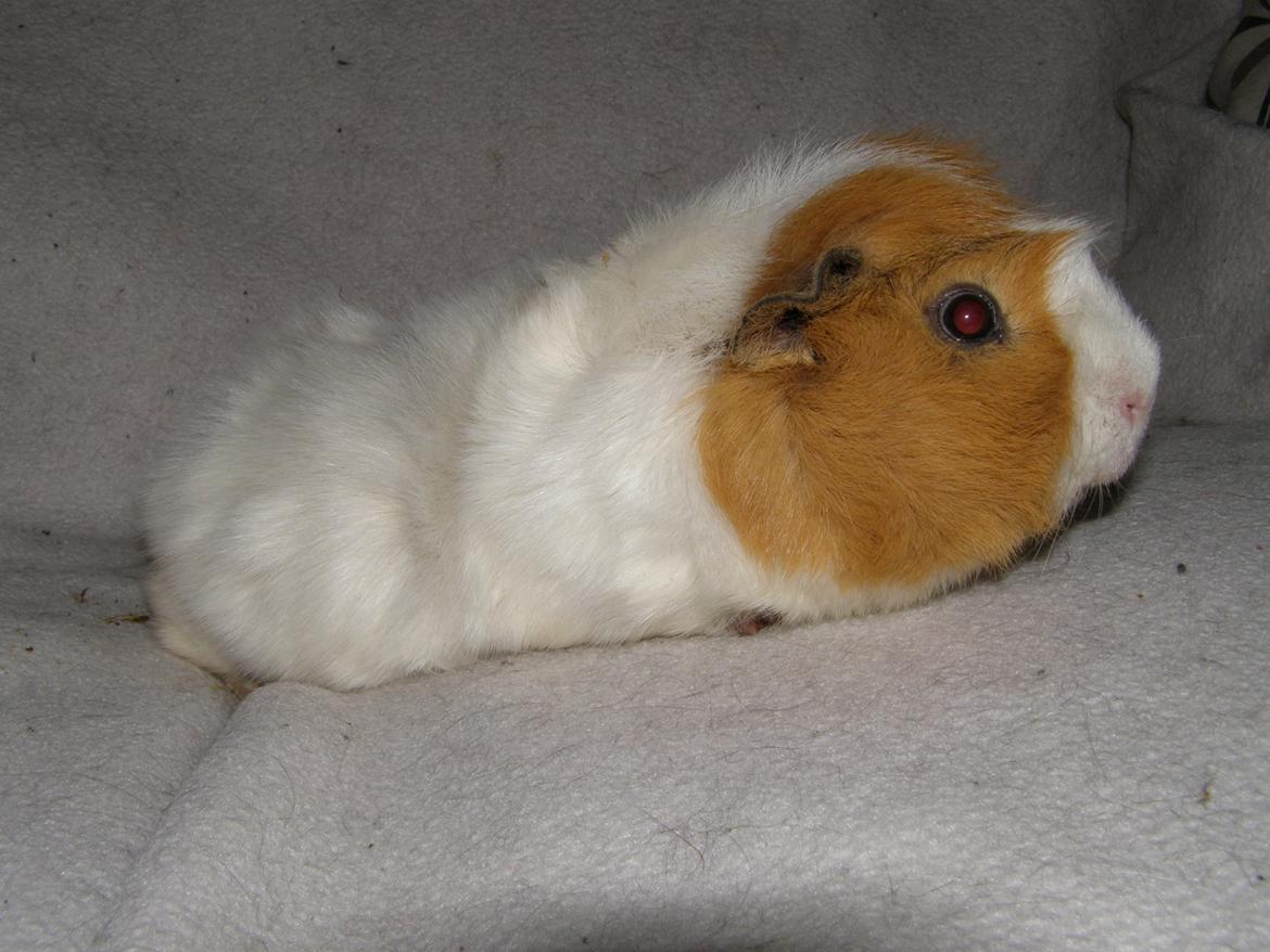 Marsvin Tom - 24/2 2013 billede 12