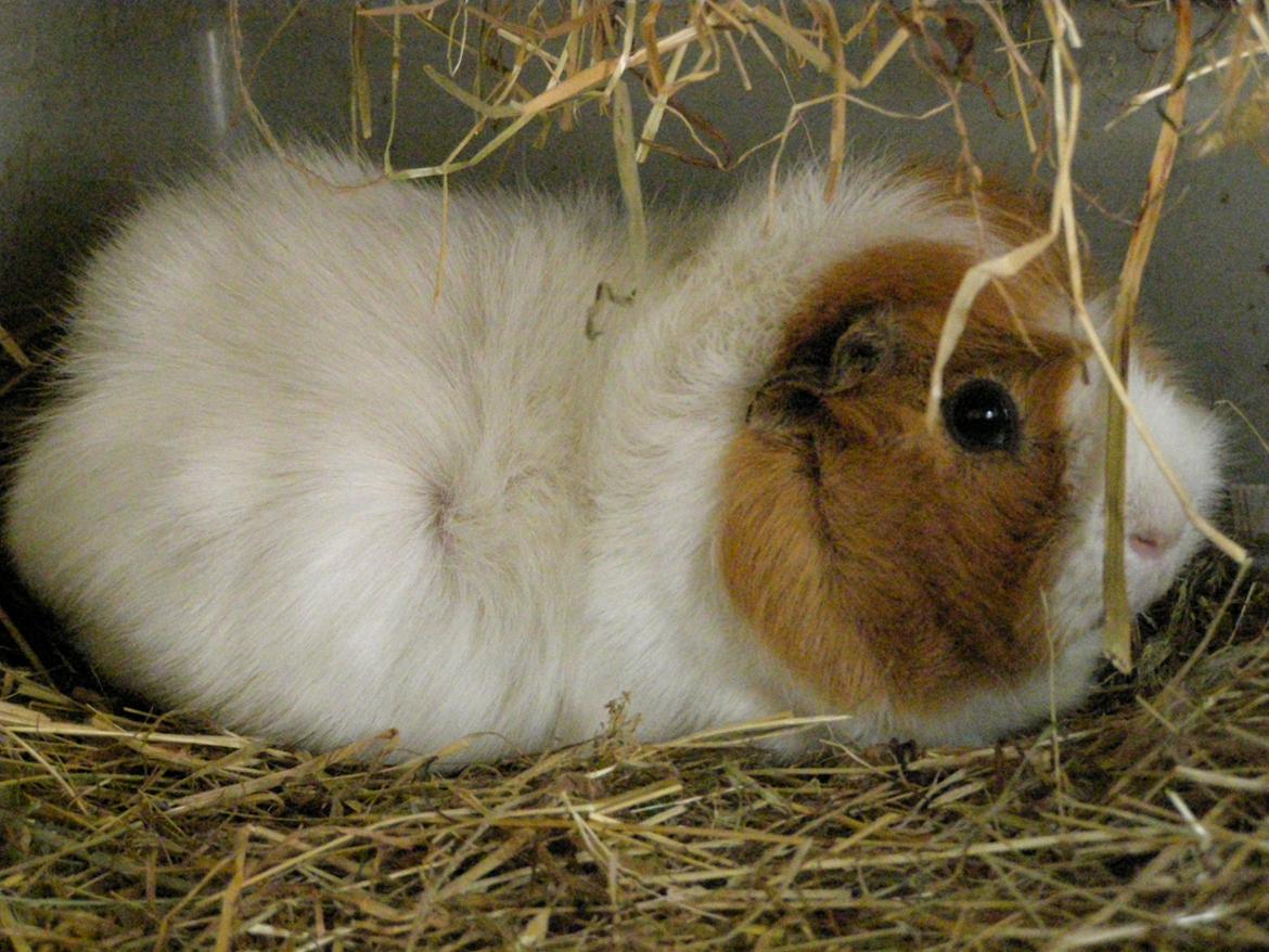 Marsvin Tom - 24/2 2013 billede 13