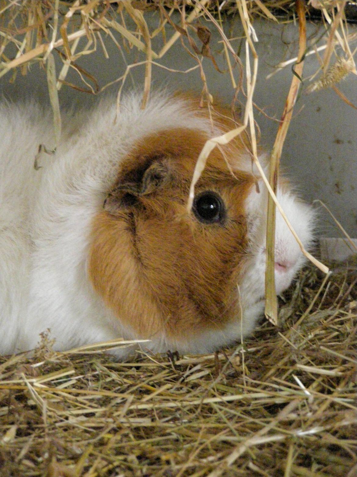 Marsvin Tom - 24/2 2013 billede 14