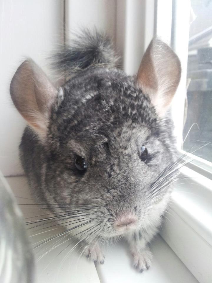 Chinchilla Pieter - Looking good!  billede 2
