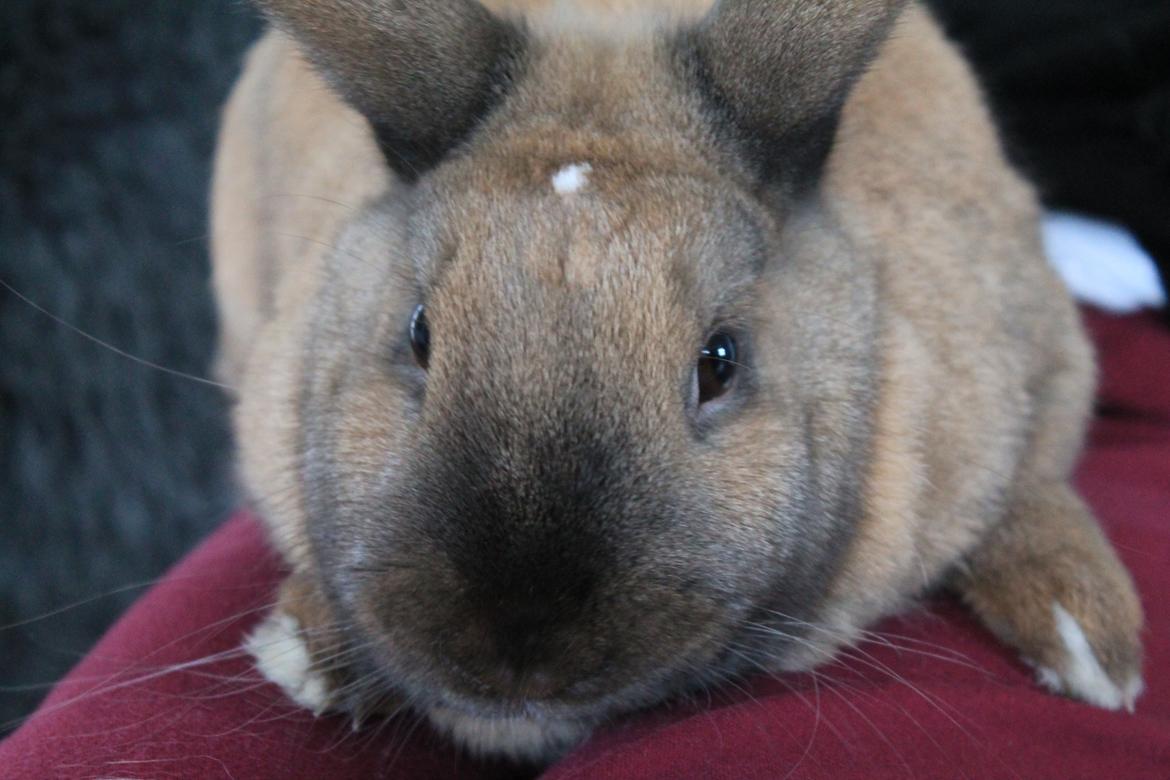 Kanin Kiwi - Januar 2013 [ Foto: Mig] billede 6