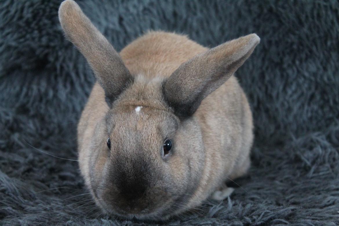 Kanin Kiwi - Kiwi som model ♥ | Januar 2013 [Foto: Mig] billede 7