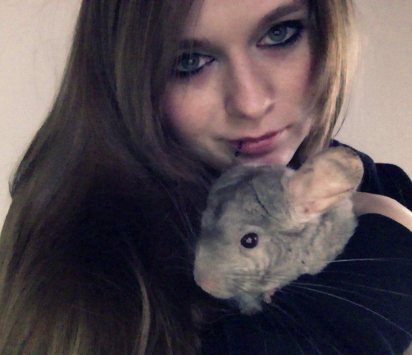 Chinchilla Sir Puf billede 1