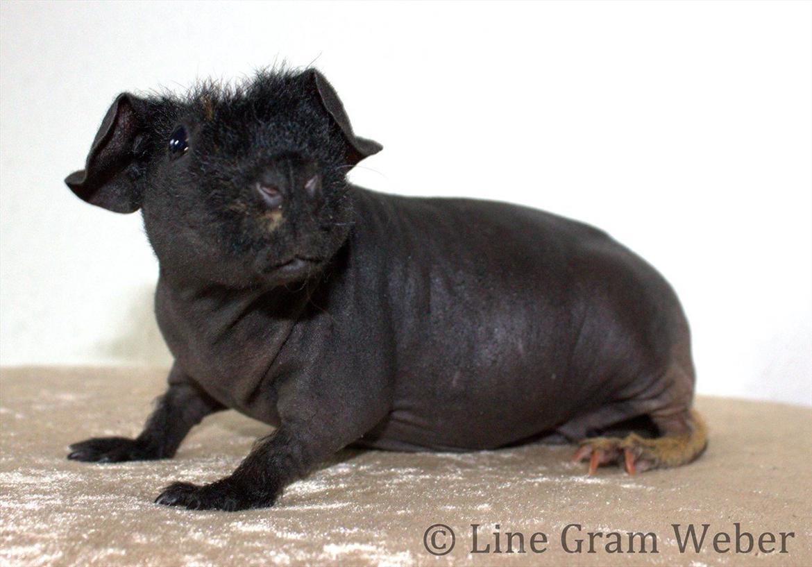 Marsvin Mamuts d´Oro aka Bella billede 1