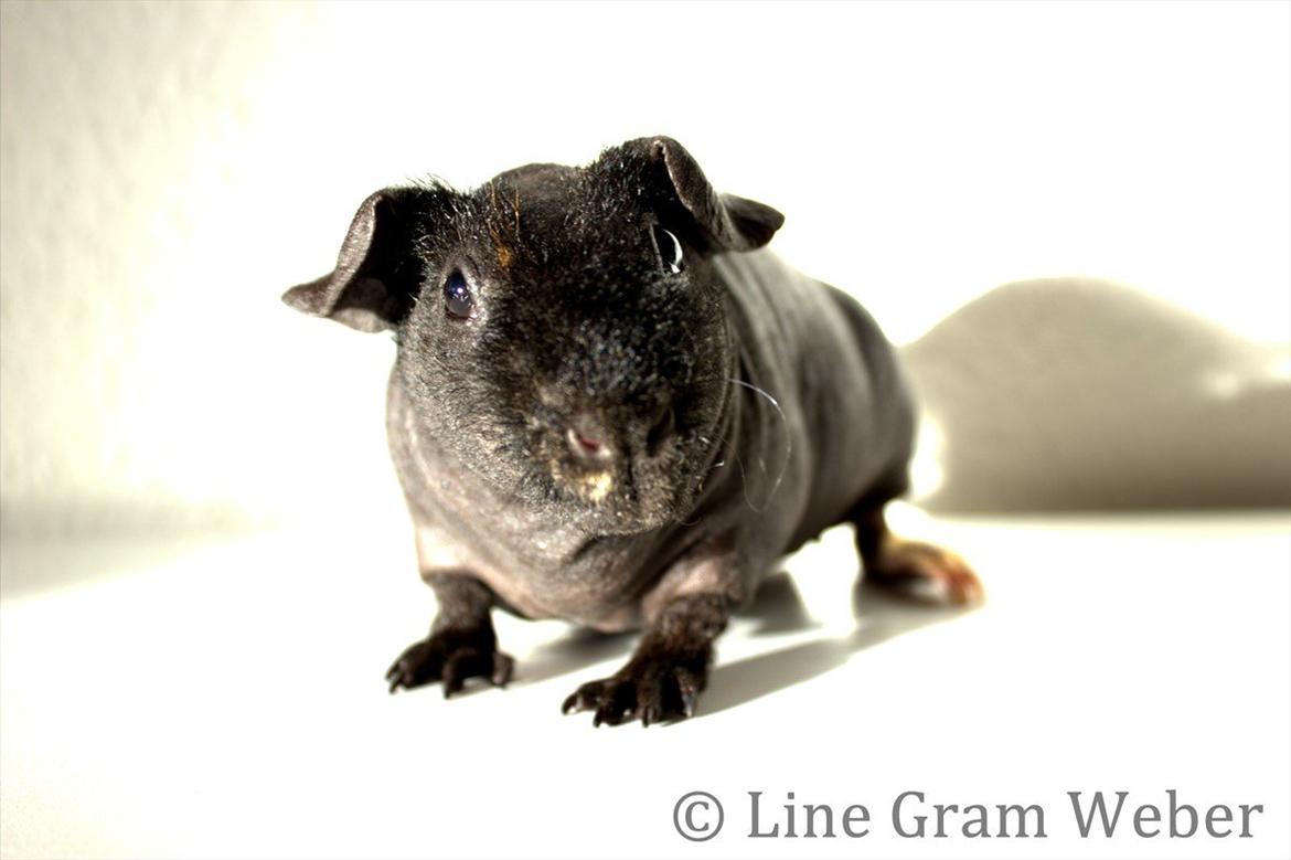 Marsvin Mamuts d´Oro aka Bella billede 2