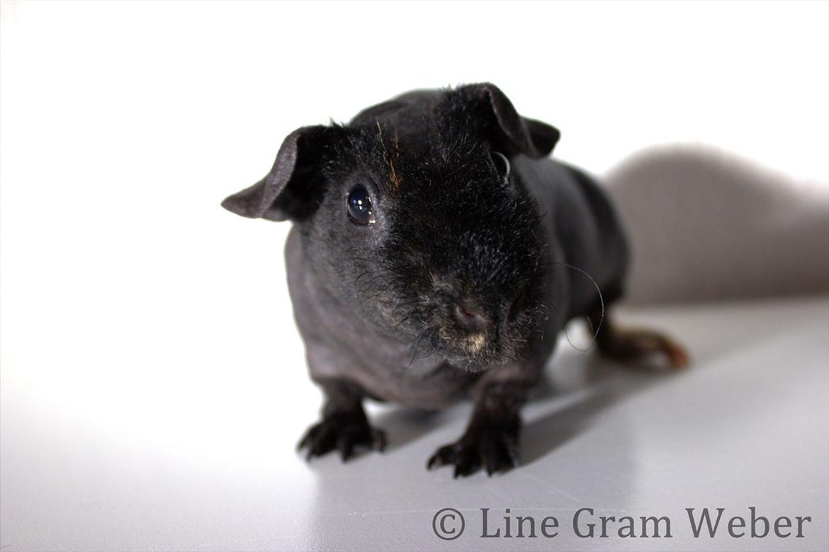 Marsvin Mamuts d´Oro aka Bella billede 3