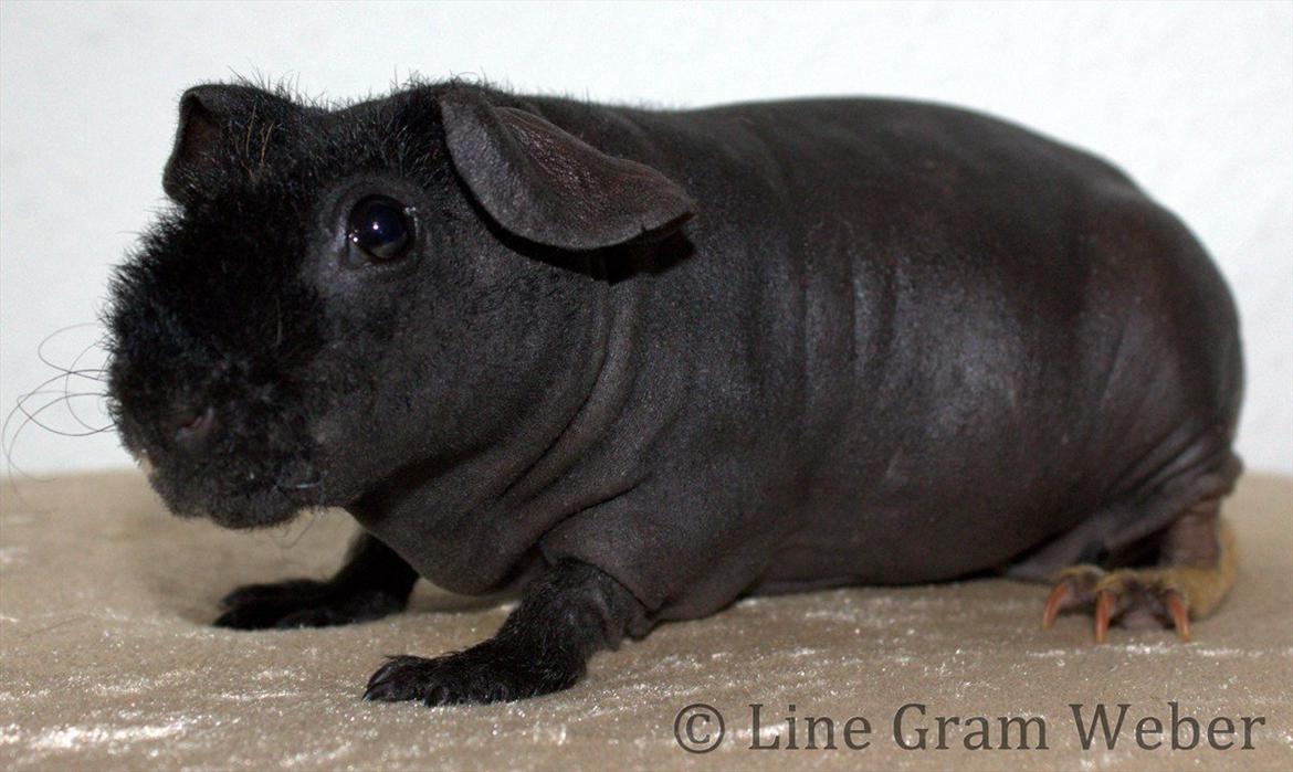 Marsvin Mamuts d´Oro aka Bella billede 4