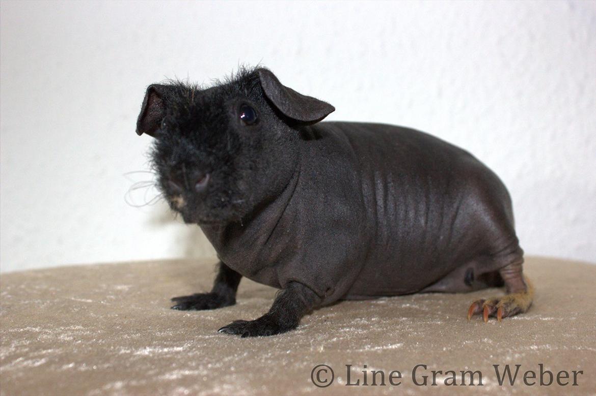 Marsvin Mamuts d´Oro aka Bella billede 5