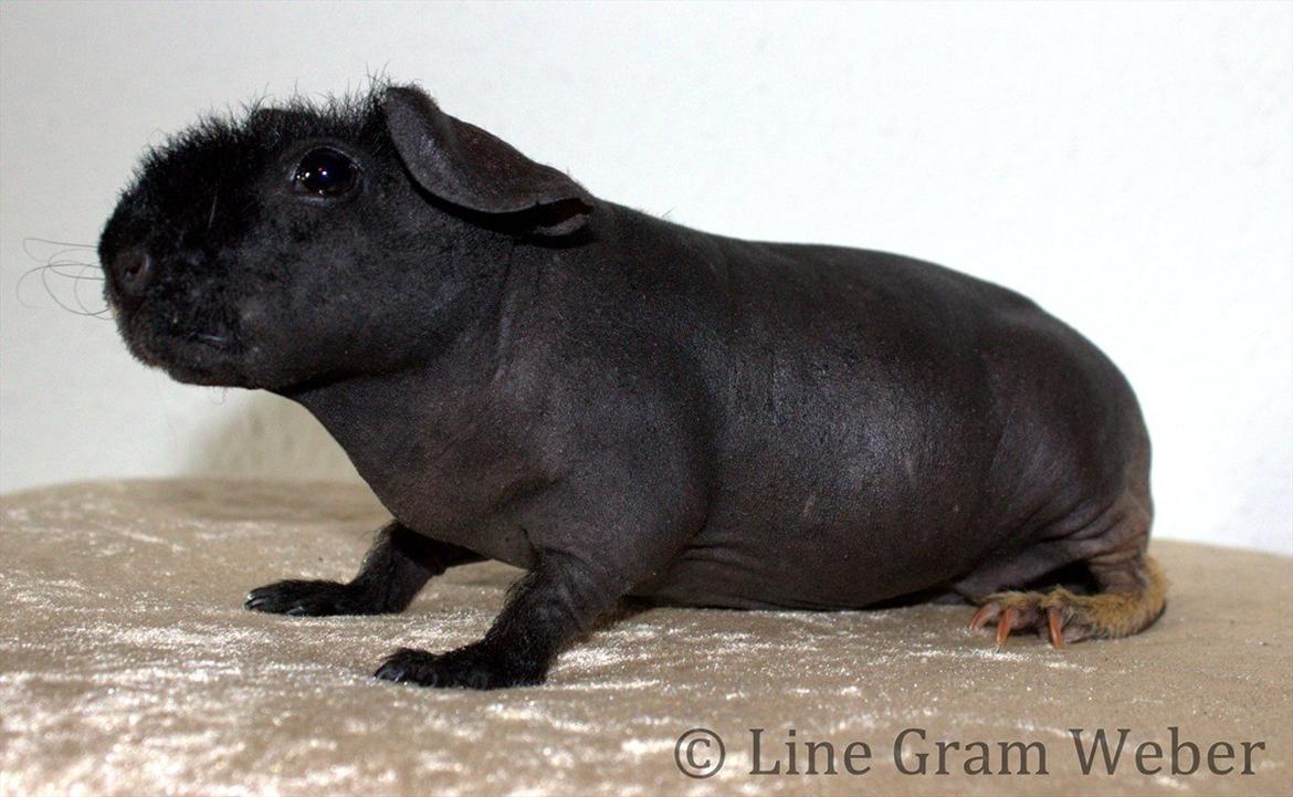 Marsvin Mamuts d´Oro aka Bella billede 6