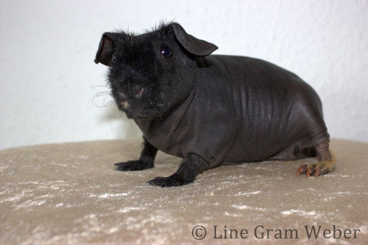 Marsvin Mamuts d´Oro aka Bella billede 7