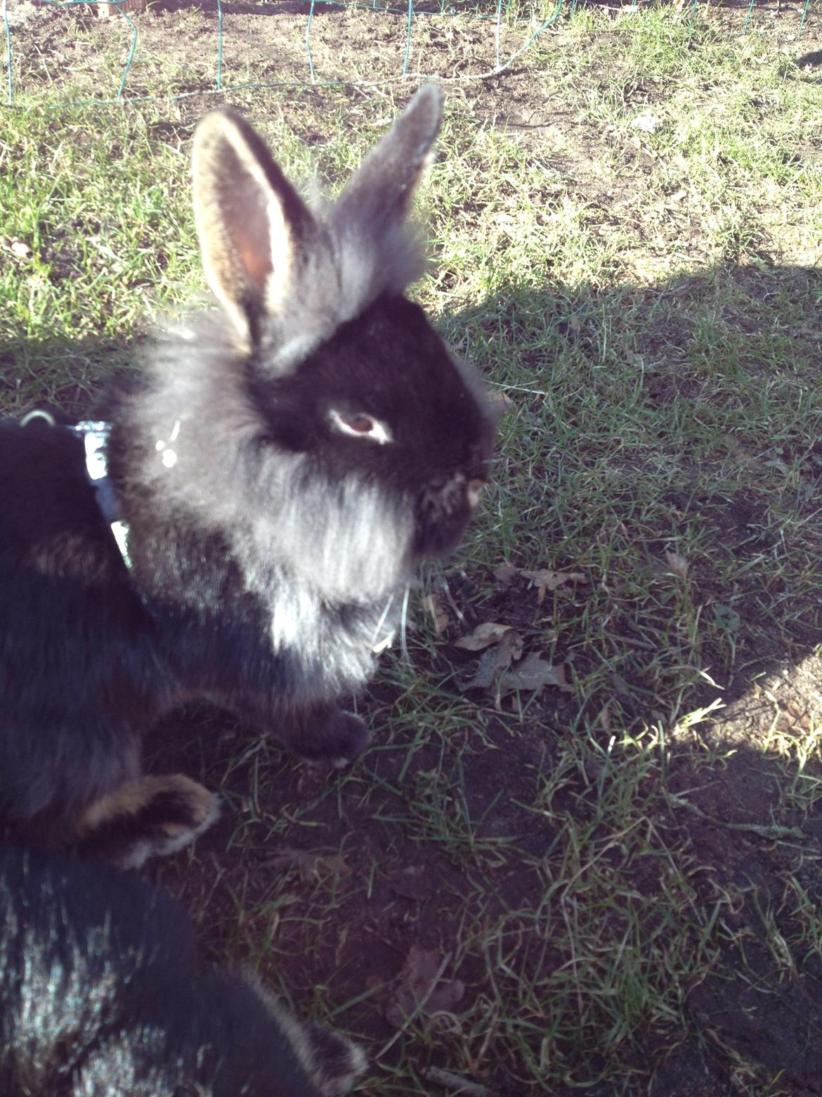 Kanin silke HIMMEL KANIN billede 1