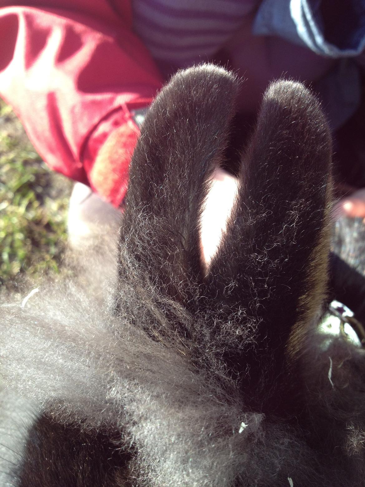 Kanin silke HIMMEL KANIN billede 2