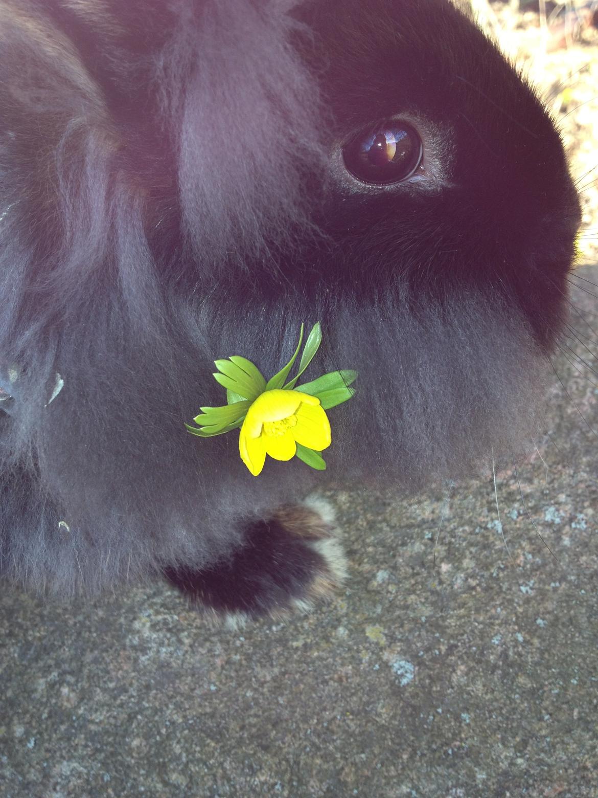 Kanin silke HIMMEL KANIN billede 3