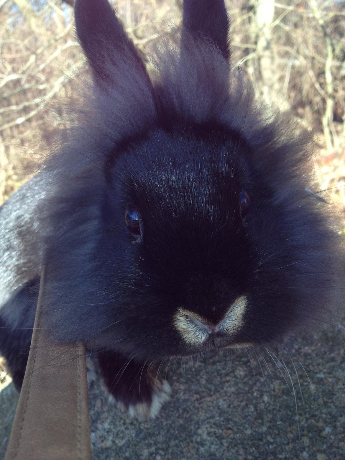 Kanin silke HIMMEL KANIN billede 4