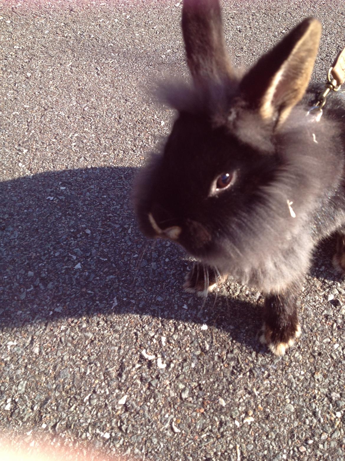 Kanin silke HIMMEL KANIN billede 5