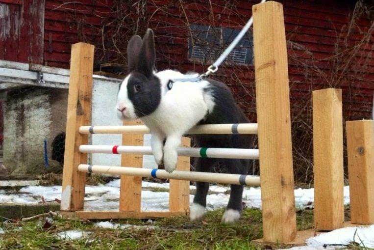 Kanin harbo´s Jolly-Cola | hollænder billede 2