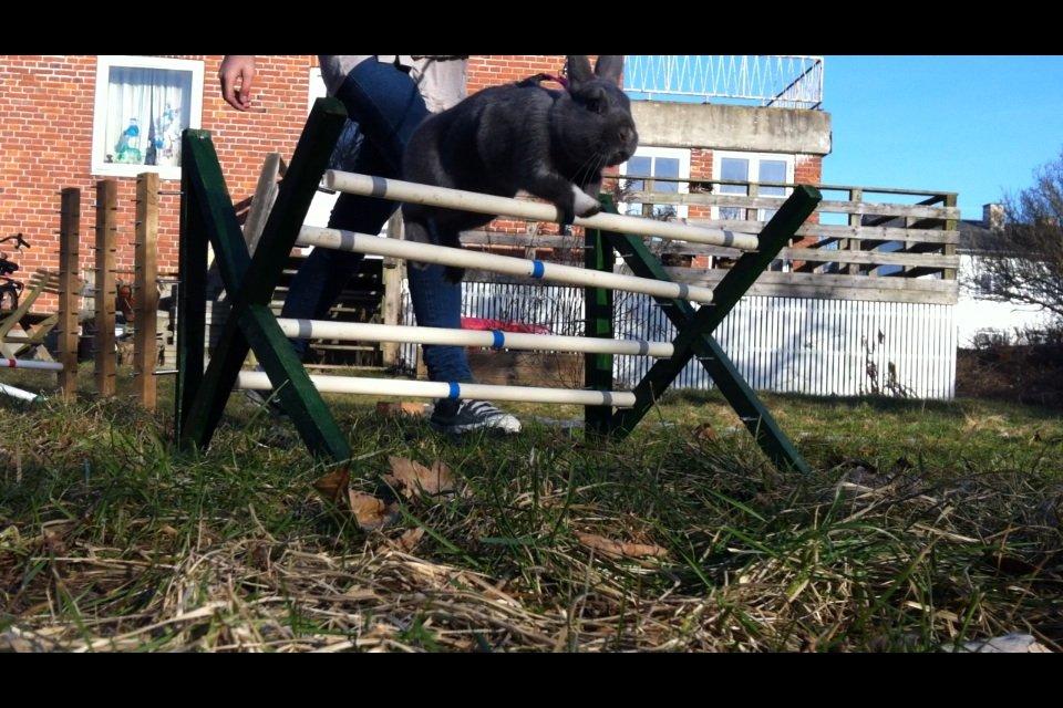 Kanin Makara's blue lightning15/9-2012 - februar 2015 † billede 3