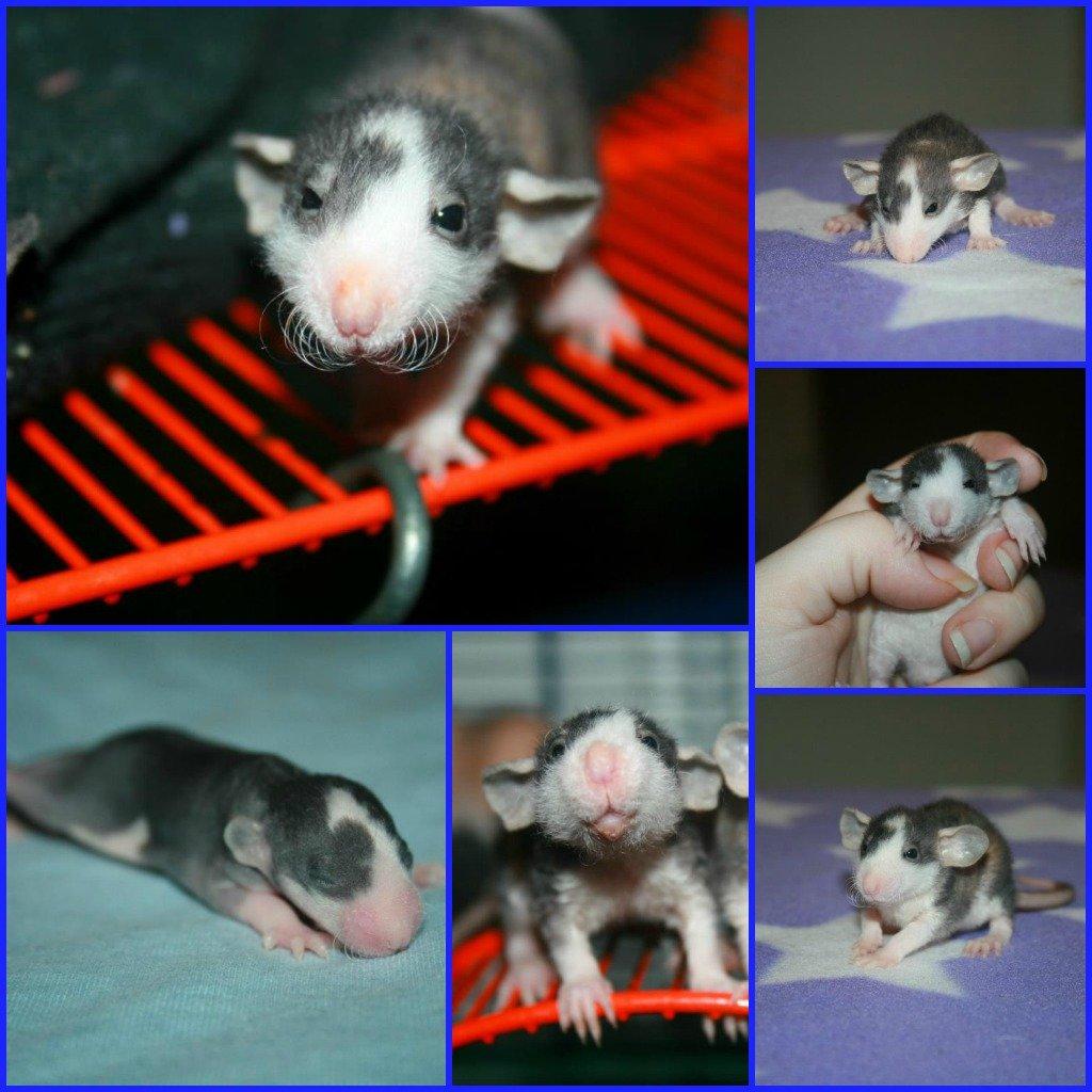 Tamrotte Shane billede 2