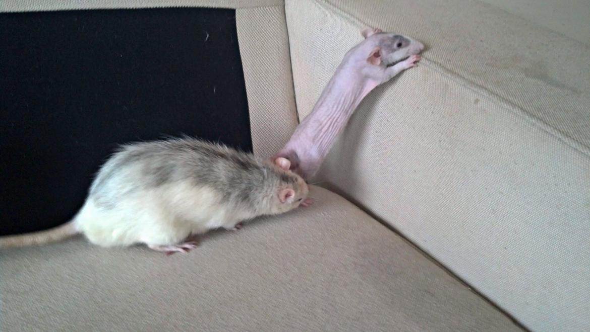 Tamrotte Shane billede 9