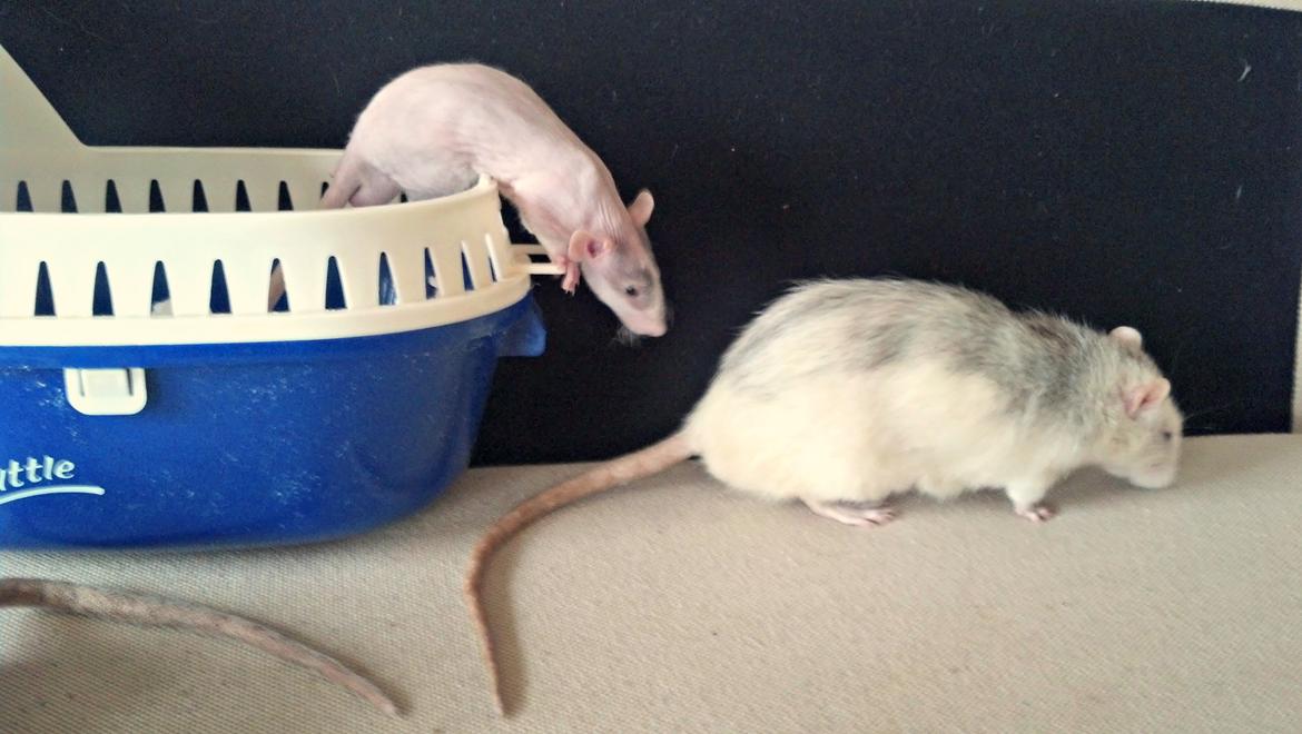 Tamrotte Shane billede 10