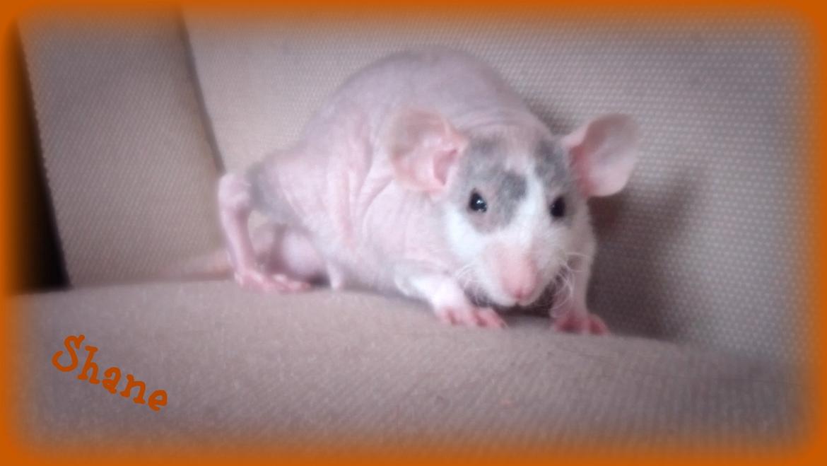 Tamrotte Shane billede 11