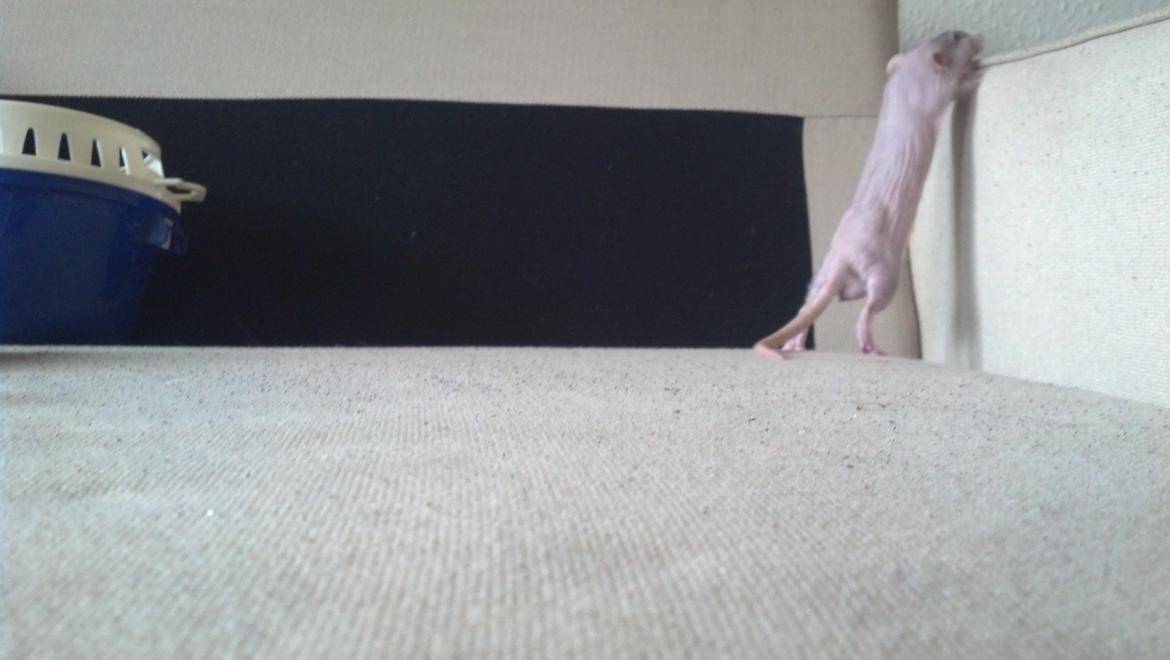 Tamrotte Shane billede 12