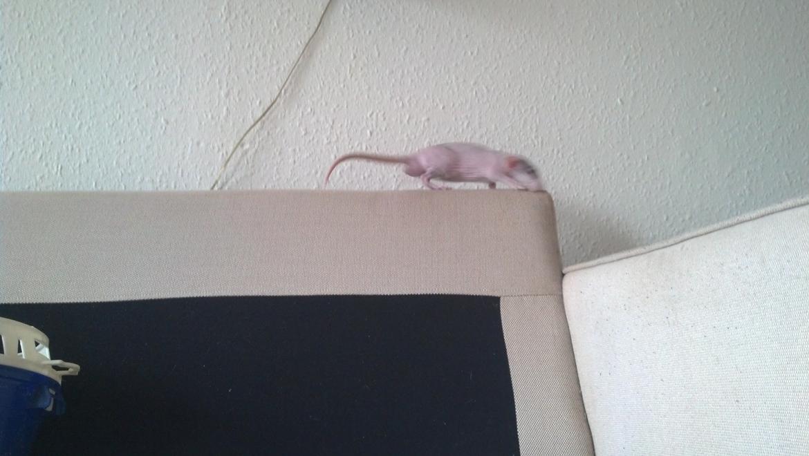 Tamrotte Shane billede 13