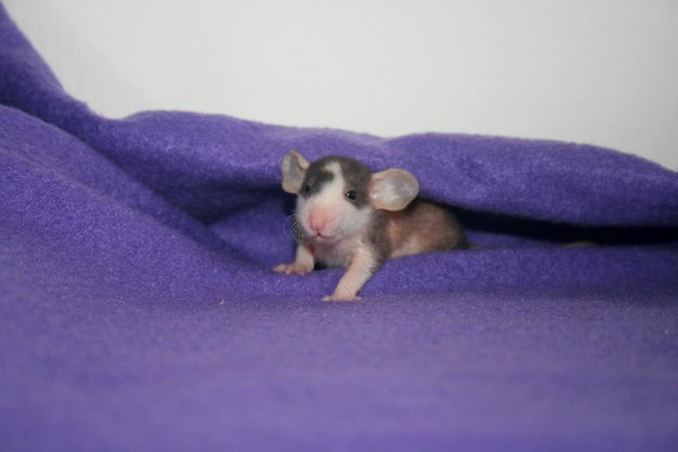 Tamrotte Shane billede 4