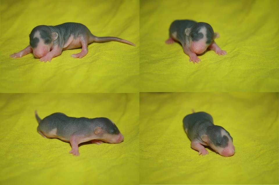 Tamrotte Shane billede 3