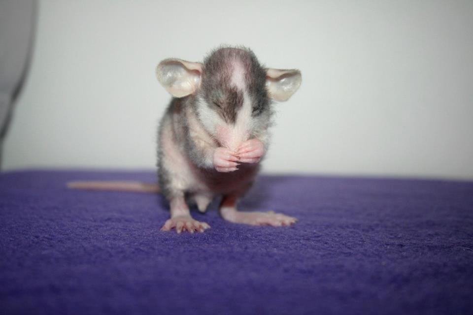 Tamrotte Shane billede 7