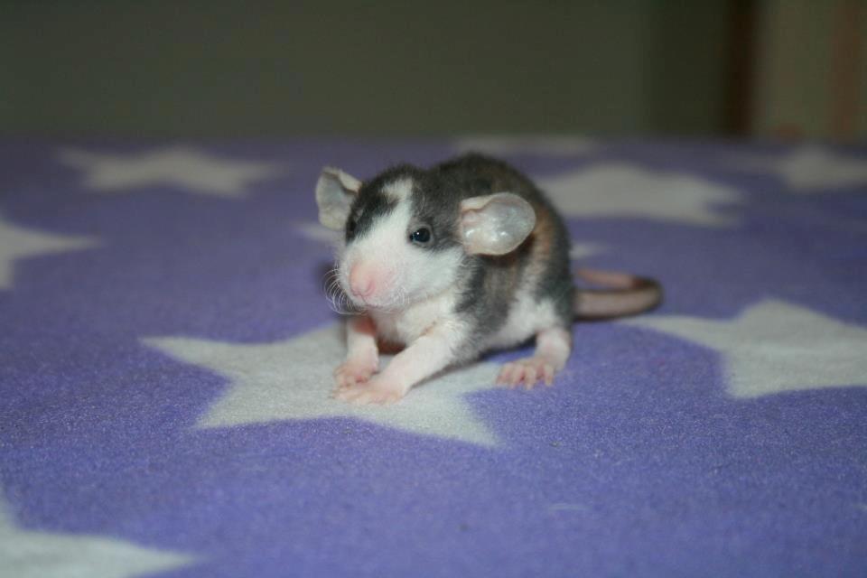 Tamrotte Shane billede 5