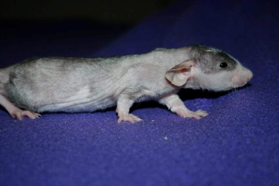 Tamrotte Shane billede 8