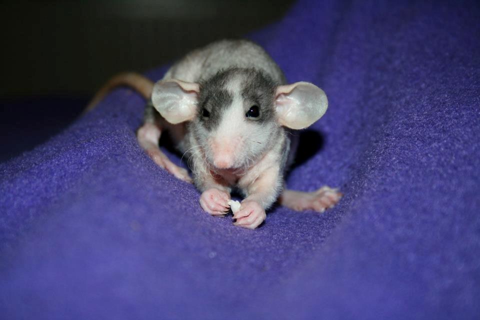 Tamrotte Shane billede 1