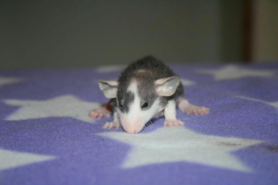 Tamrotte Shane billede 6