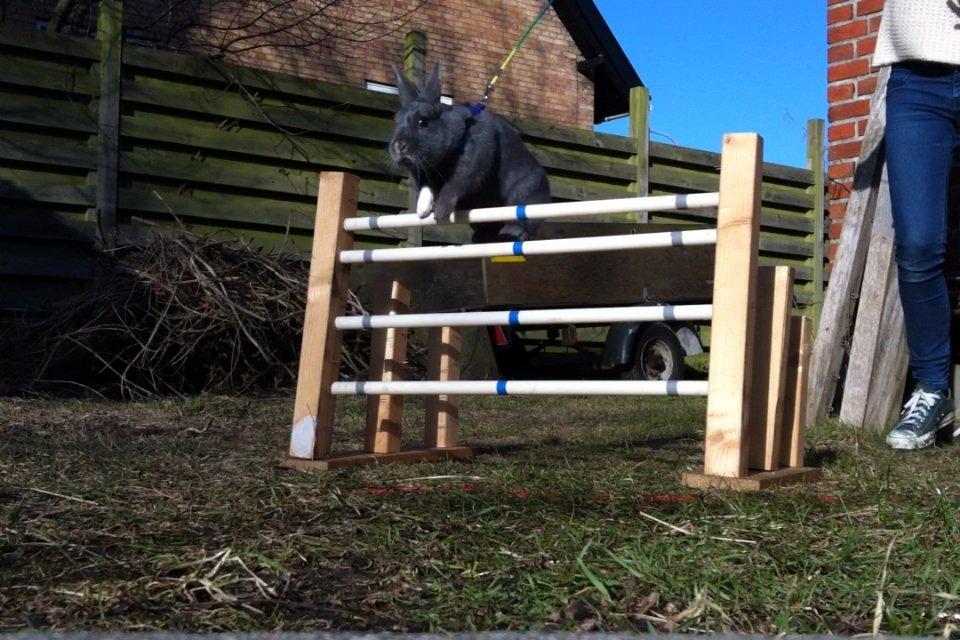 Kanin Makara's blue lightning15/9-2012 - februar 2015 † billede 5