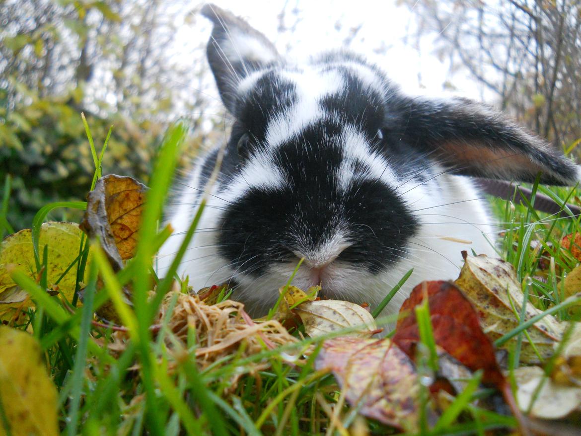 Kanin Nette billede 2