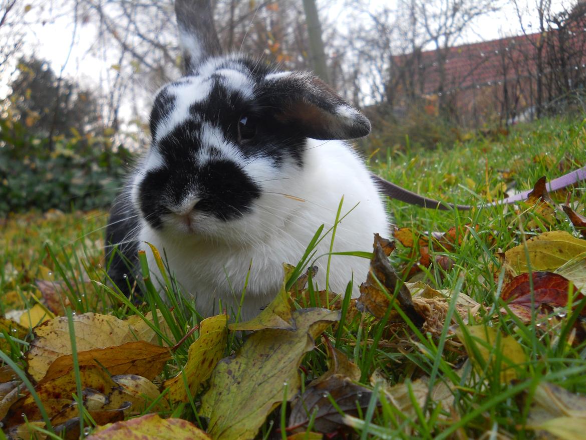 Kanin Nette billede 4
