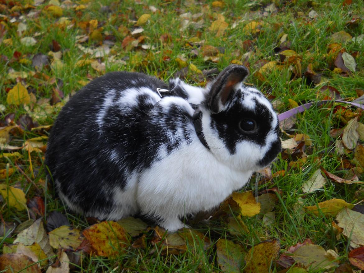 Kanin Nette billede 5