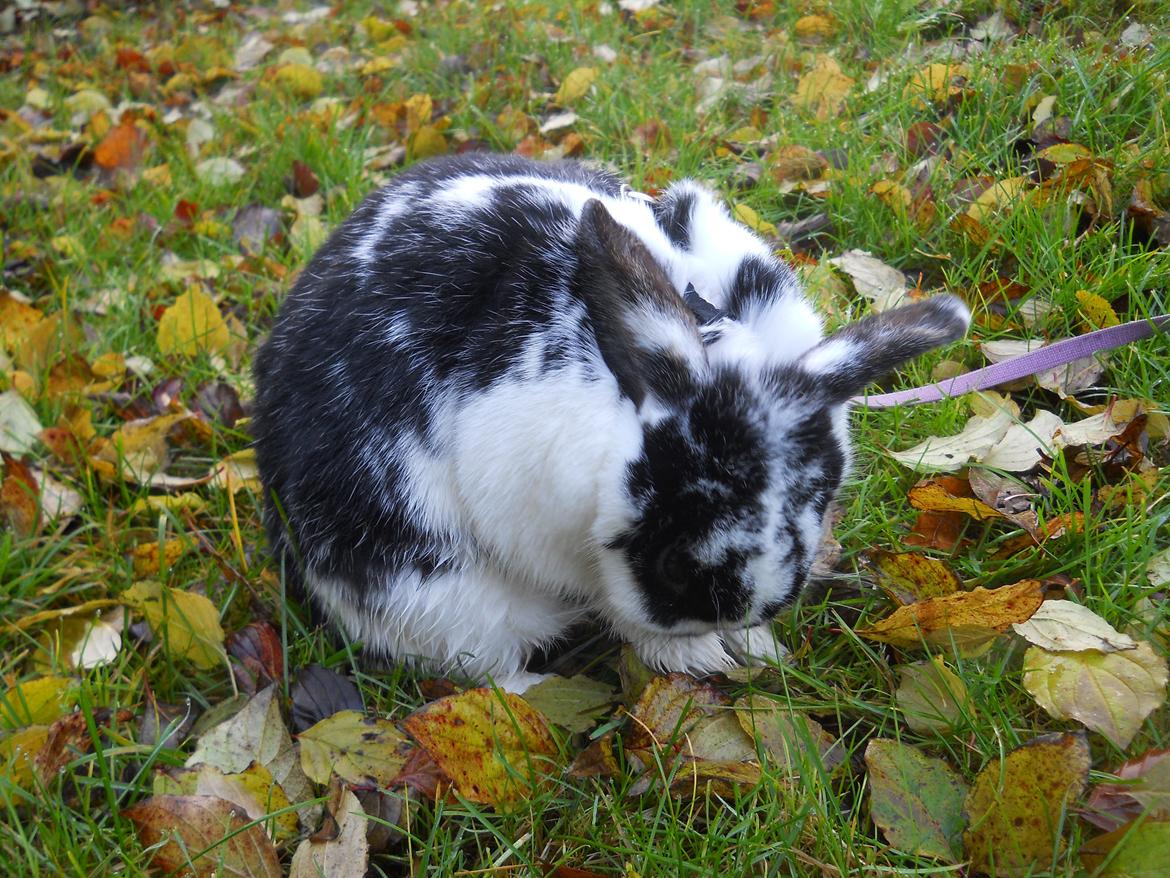 Kanin Nette billede 6