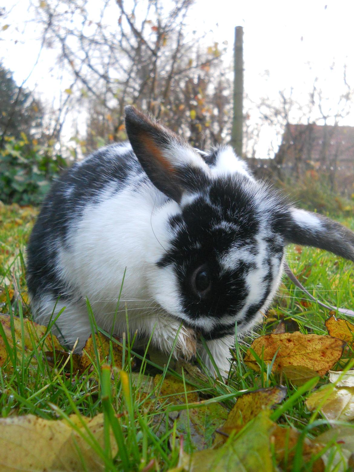 Kanin Nette billede 7