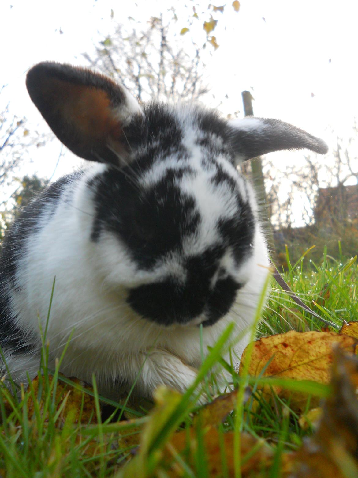 Kanin Nette billede 8