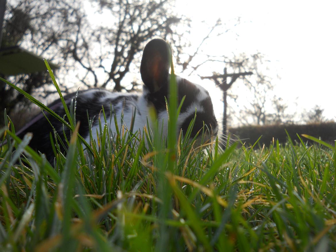 Kanin Nette billede 9