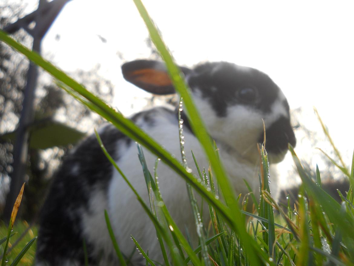 Kanin Nette billede 10