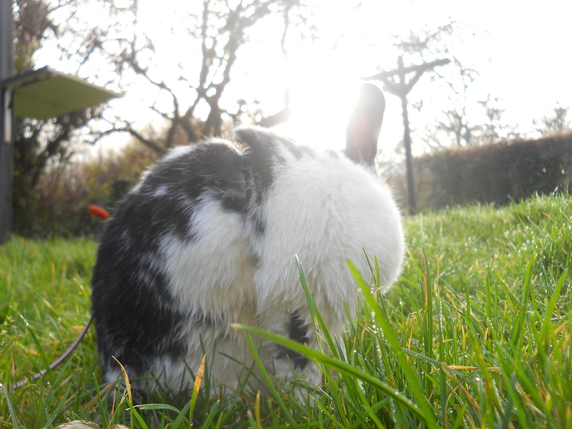 Kanin Nette billede 12