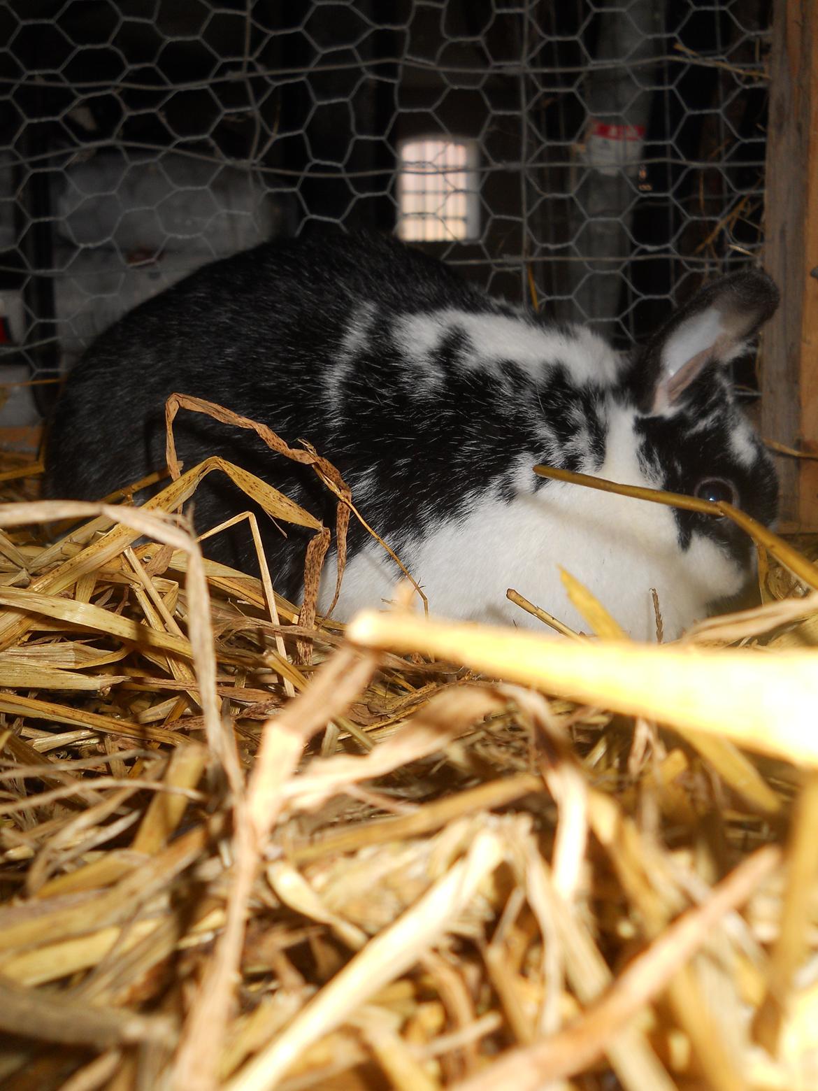 Kanin Nette billede 13